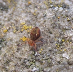 Dicyrtomina