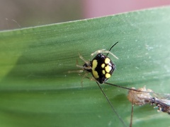 Theridula