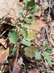 Berberis repens