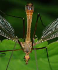 Tipula cava