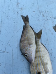 Orthopristis chrysoptera