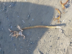 Laminariaceae