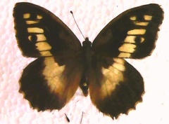 Chazara briseis