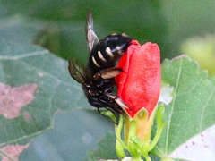 Xylocopa tabaniformis parkinsoniae