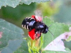 Xylocopa tabaniformis parkinsoniae