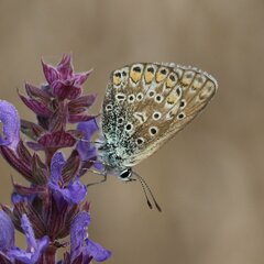Polyommatus icarus