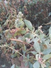 Atriplex halimus