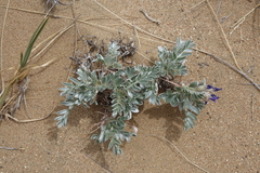 Oxytropis tragacanthoides