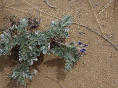 Oxytropis tragacanthoides