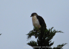 Buteo brachyurus