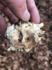 Hericium