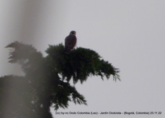 Buteo brachyurus