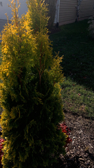 Platycladus orientalis