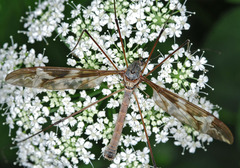 Tipula maxima