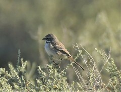 Artemisiospiza belli