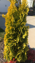 Platycladus orientalis