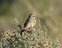 Artemisiospiza belli