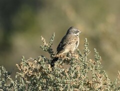 Artemisiospiza belli
