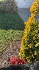 Platycladus orientalis