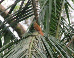 Tachyphonus coronatus