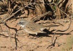 Artemisiospiza nevadensis