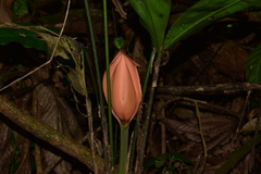 Cyclanthus bipartitus