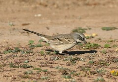 Artemisiospiza nevadensis