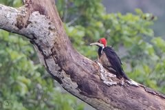 Campephilus melanoleucos