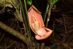 Cyclanthus bipartitus