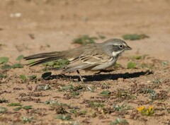 Artemisiospiza nevadensis