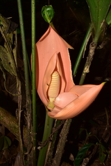 Cyclanthus bipartitus