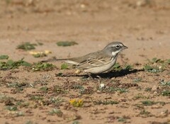 Artemisiospiza nevadensis