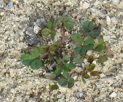 Trifolium cherleri