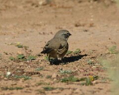 Artemisiospiza nevadensis