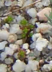 Crassula tillaea