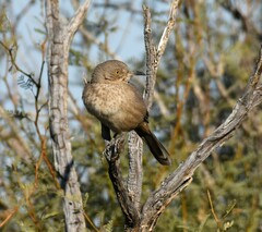 Toxostoma bendirei