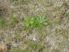 Hypochaeris glabra