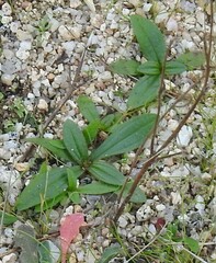 Tuberaria guttata