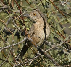 Toxostoma bendirei