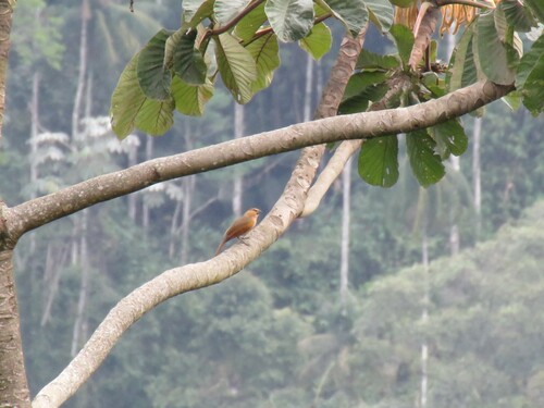 Brown Tanager (Orchesticus abeillei), photo 10