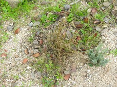 Ortegia hispanica