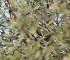 Toxostoma crissale