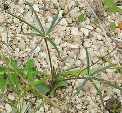 Trifolium angustifolium