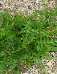 Mantisalca salmantica