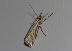 Hednota pleniferellus