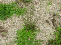 Mantisalca salmantica