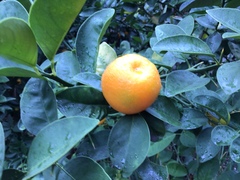 Citrus japonica