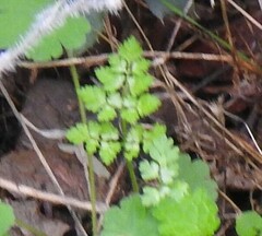 Anthriscus caucalis