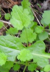 Lamium amplexicaule