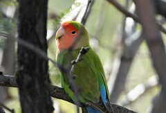 Agapornis roseicollis